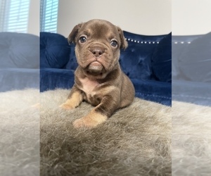 French Bulldog Puppy for sale in HOUSTON, TX, USA