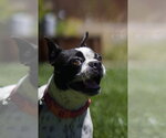 Small #3 Boston Terrier