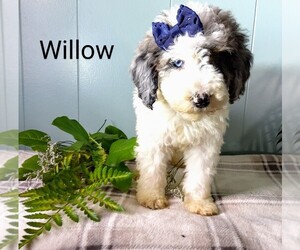 Poodle (Miniature) Puppy for sale in MILLERSBURG, IN, USA