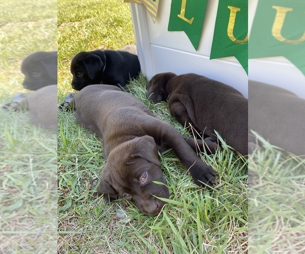 Medium Photo #5 Labrador Retriever Puppy For Sale in MADISON, NC, USA