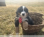 Small #1 Bernese Mountain Dog