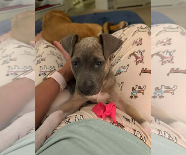 Medium Photo #1 Mutt Puppy For Sale in Mount Pleasant, SC, USA
