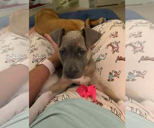 Mutt Dogs for adoption in Mount Pleasant, SC, USA