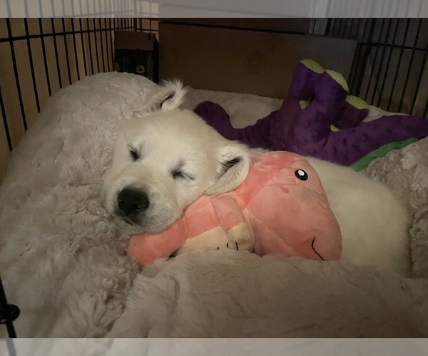 Medium Photo #11 Golden Retriever Puppy For Sale in THOUSAND OAKS, CA, USA