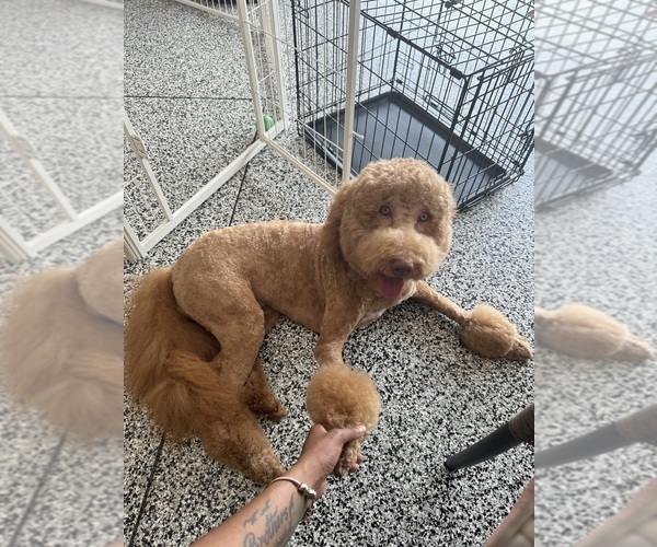 Medium Photo #10 Goldendoodle Puppy For Sale in JACKSONVILLE, FL, USA