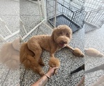 Small #9 Goldendoodle