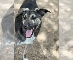 Mickey - Male Labrador Retriever-Unknown Mix Dog for Adoption - Photo #2