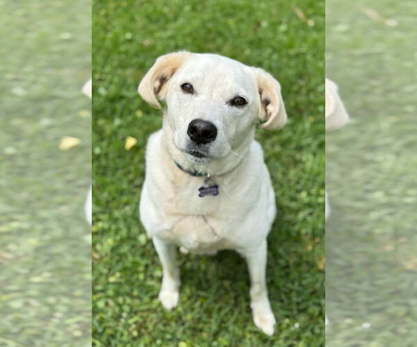 Medium Photo #2 Labrador Retriever-Unknown Mix Puppy For Sale in Ocean Springs, MS, USA