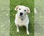 Small #1 Labrador Retriever Mix