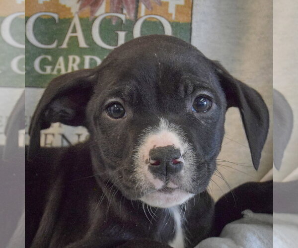 Medium Photo #1 Border Collie-Unknown Mix Puppy For Sale in Huntley, IL, USA