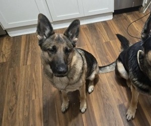 German Shepherd Dog Dog for Adoption in STERLING HEIGHTS, Michigan USA