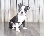 Small Photo #3 Boston Terrier Puppy For Sale in MOUNT VERNON, OH, USA