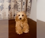 Small #5 Cavapoo-Poodle (Miniature) Mix