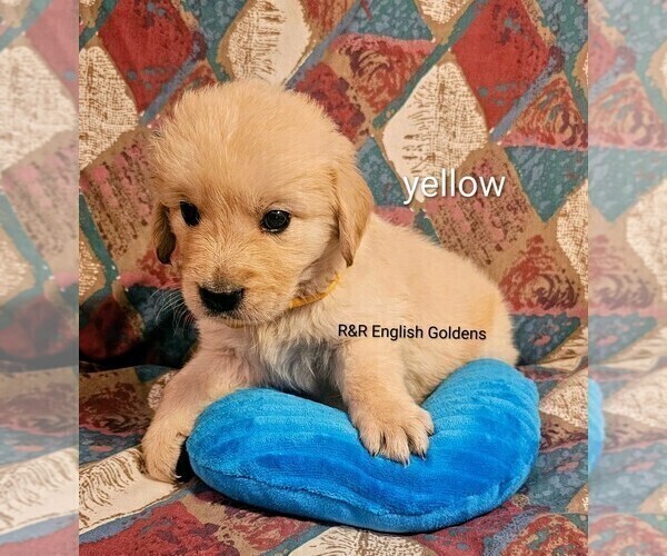 Medium Photo #6 English Cream Golden Retriever Puppy For Sale in BROWNSTOWN, MI, USA