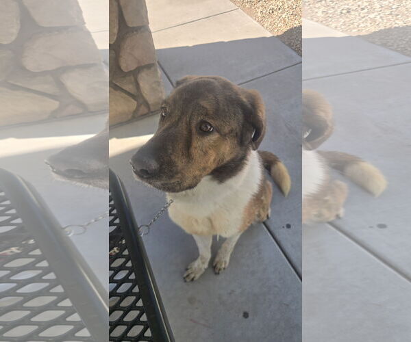 Medium Photo #1 Anatolian Shepherd-Unknown Mix Puppy For Sale in Chandler, AZ, USA