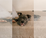 Small Photo #6 American Bully Puppy For Sale in BEDFORD, MA, USA