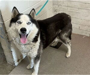 Siberian Husky Dogs for adoption in San Bernardino, CA, USA