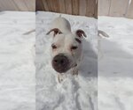 Small #16 American Pit Bull Terrier Mix