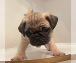 Image preview for Ad Listing. Nickname: Chowder
