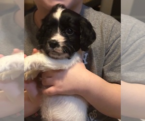 Cocker Spaniel Puppy for sale in GILMAN, WI, USA