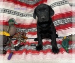 Puppy Fancy Labrador Retriever