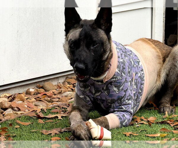 Medium Photo #3 German Shepherd Dog-Unknown Mix Puppy For Sale in Imlay City, MI, USA