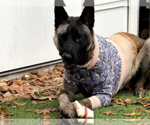Beau - Located in LA - Male German Shepherd Dog-Unknown Mix Dog for Adoption - Photo #3