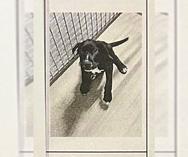 Medium Photo #5 Great Dane-Unknown Mix Puppy For Sale in Bullard, TX, USA