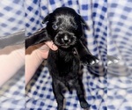 Puppy Puppy 1 Schnauzer (Miniature)