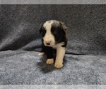 Small #37 Border Collie