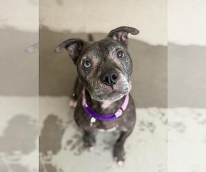 Mutt Dogs for adoption in Santa Maria, CA, USA