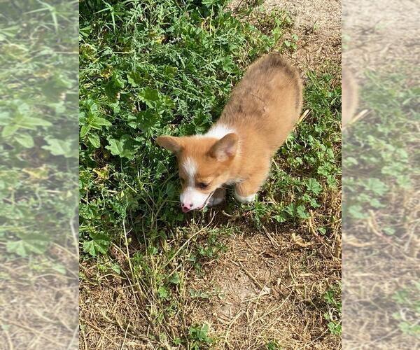 Medium Photo #5 Aussie-Corgi Puppy For Sale in BRIGGSDALE, CO, USA
