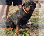 Small Photo #1 Rottweiler Puppy For Sale in STILLWATER, OK, USA