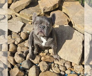 French Bulldog Dogs for adoption in Dumont, NJ, USA