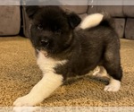 Puppy Nala Akita