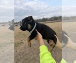 Small #1 German Shepherd Dog