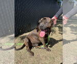 Small #2 Mastiff Mix
