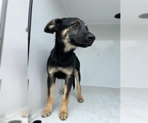 Medium Photo #1 German Shepherd Dog-Unknown Mix Puppy For Sale in Houston, TX, USA