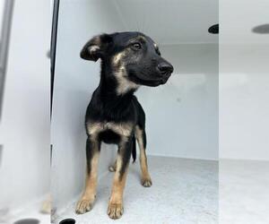 German Shepherd Dog-Unknown Mix Dogs for adoption in Houston, TX, USA