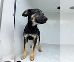 Small German Shepherd Dog Mix