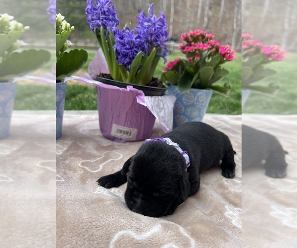 Medium Photo #11 Labrador Retriever Puppy For Sale in NEOLA, WV, USA