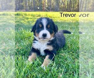 Bernese Mountain Dog Puppy for Sale in FLOYD, Virginia USA