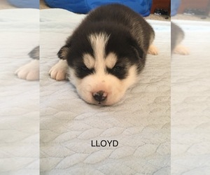 Siberian Husky Puppy for sale in FAIRFIELD, IL, USA