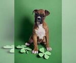 Small Photo #2 Boxer Puppy For Sale in NILES, MI, USA