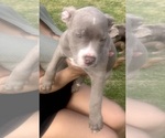 Small Photo #12 American Bully Puppy For Sale in LAKE STATION, IN, USA