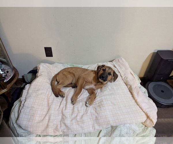 Medium Photo #2 Anatolian Shepherd-German Shepherd Dog Mix Puppy For Sale in Bolivar, MO, USA