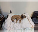 Small #1 Anatolian Shepherd-German Shepherd Dog Mix
