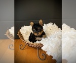 Small #1 Yorkshire Terrier