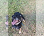 Small #1 German Shepherd Dog Mix