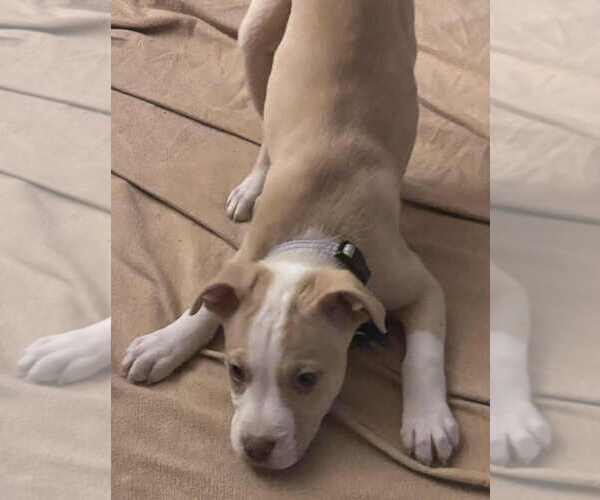 Medium Photo #2 Australian Shepherd-Unknown Mix Puppy For Sale in Springdale, PA, USA